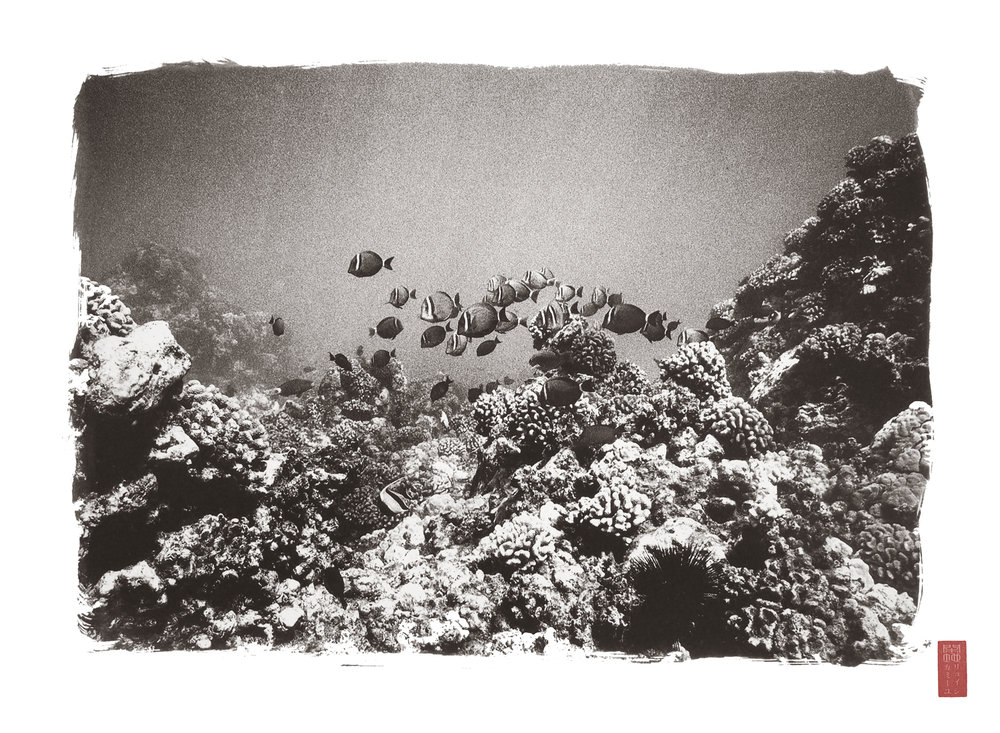 patterned fish swimming above rocky corals