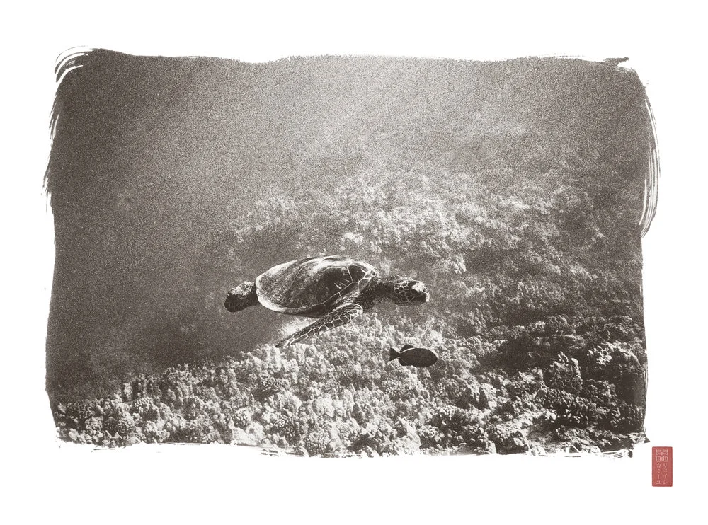 sea turtle fish swimming above reef light beams