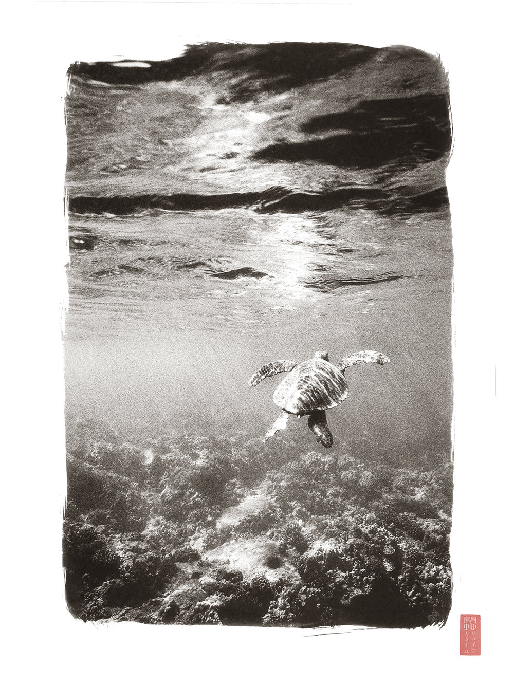 sea turtle from behind under shallow waters
