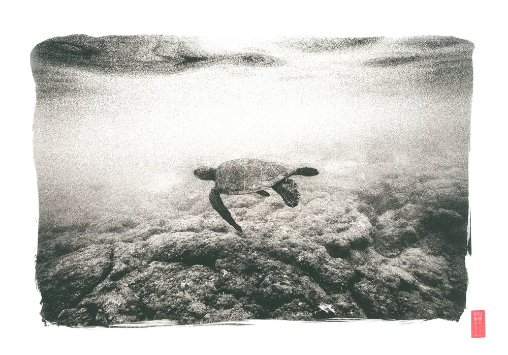 sea turtle swimming in shallow waters rocky reefs