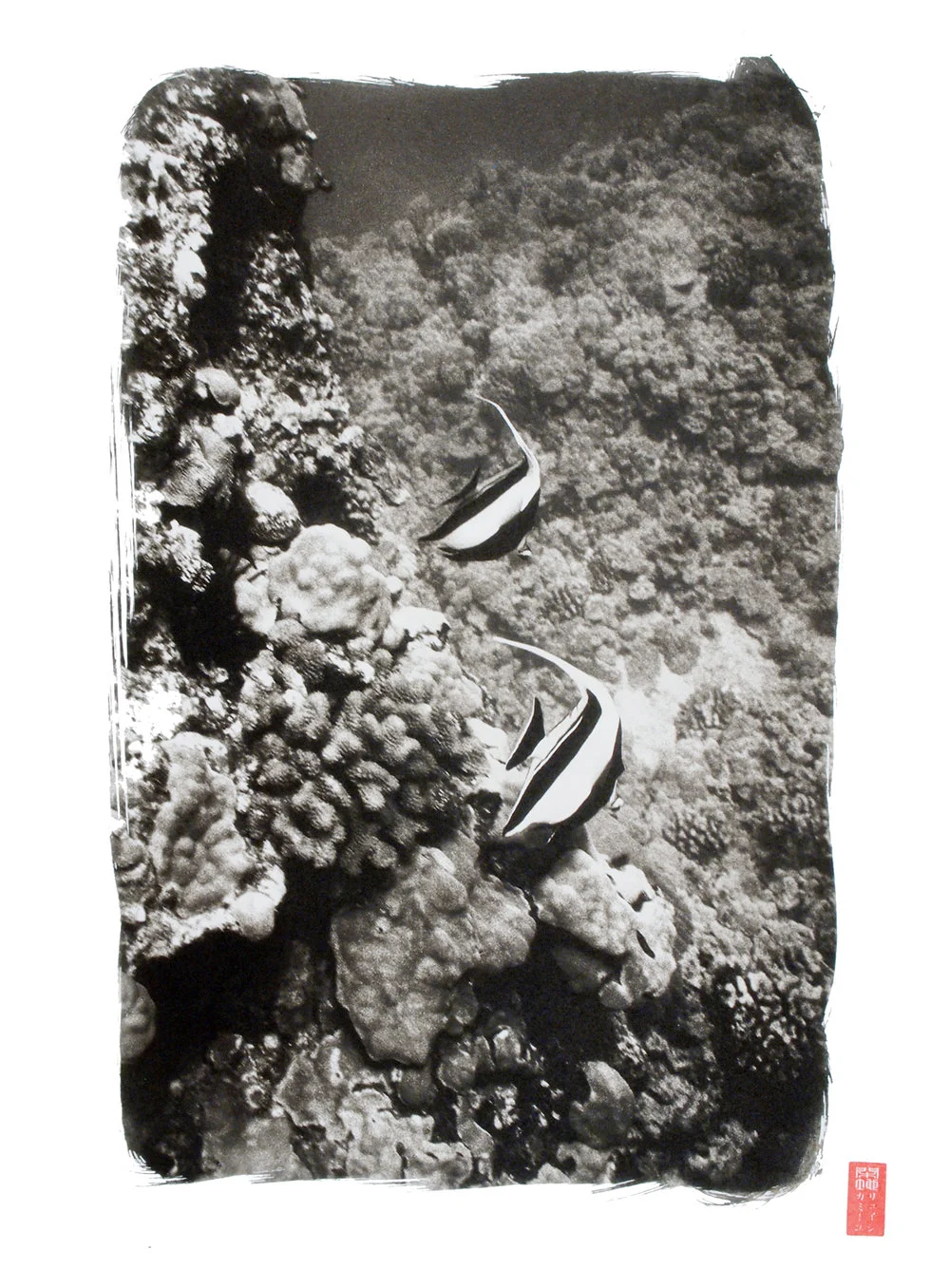 black and white striped fish swimming near corals