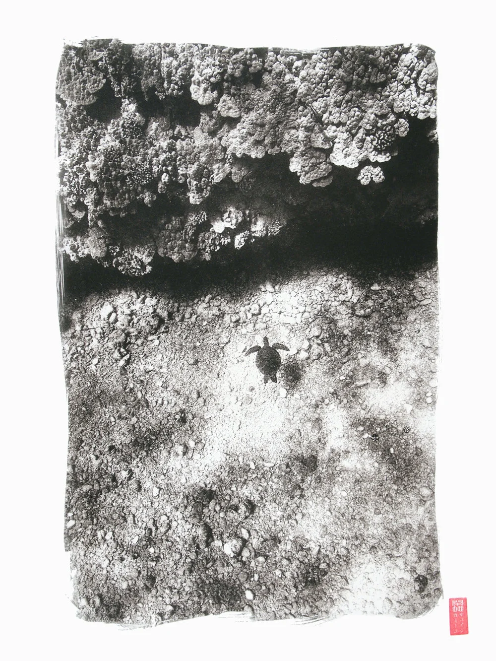 aerial view of sea turtle above rocks underwater