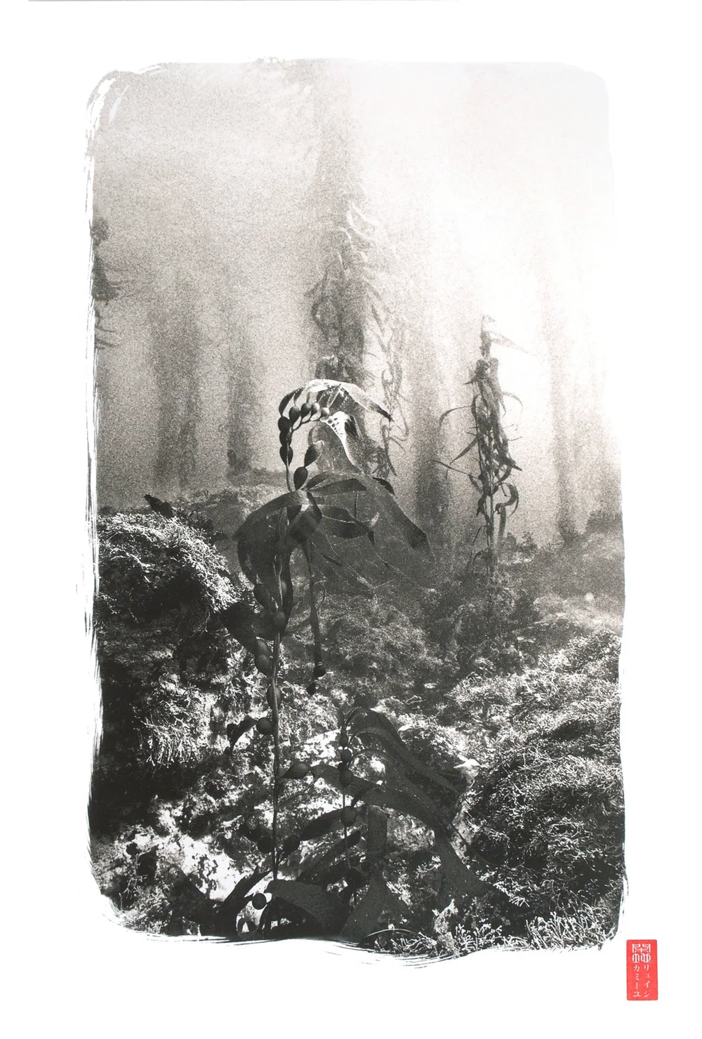 close up kelp in foreground forest background