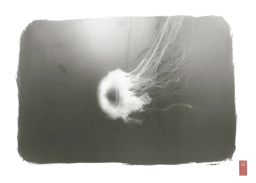 blurred jellyfish in motion