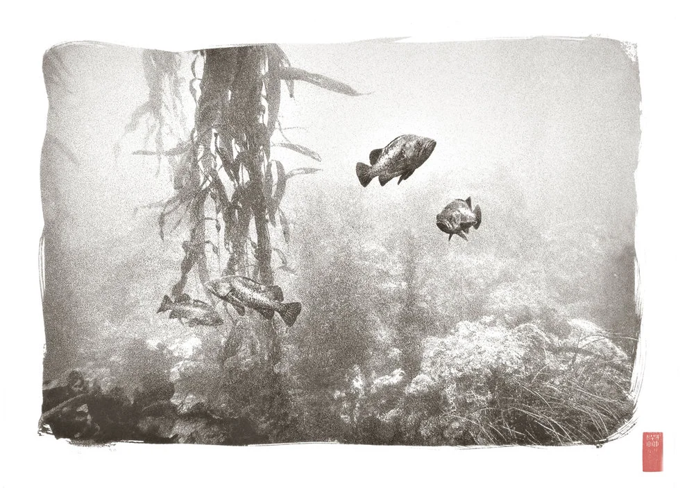 four fish with kelp and rocky bottom