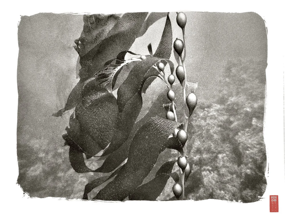 detail of strings of kelp bulbs and ribbons waving