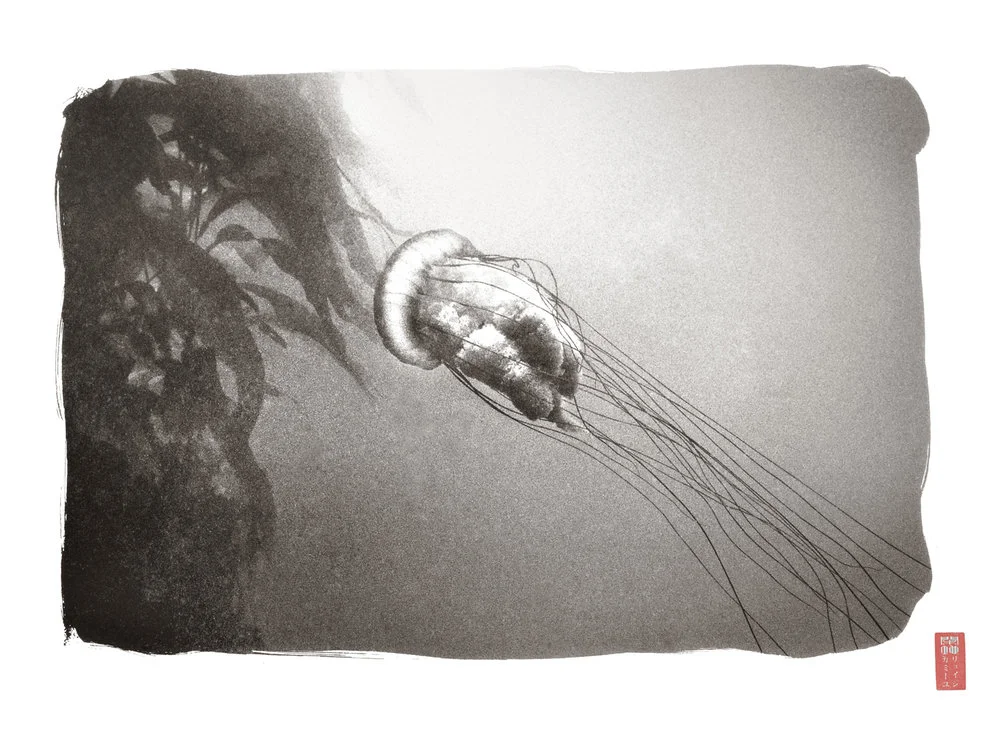 jelly swimming towards dense kelp