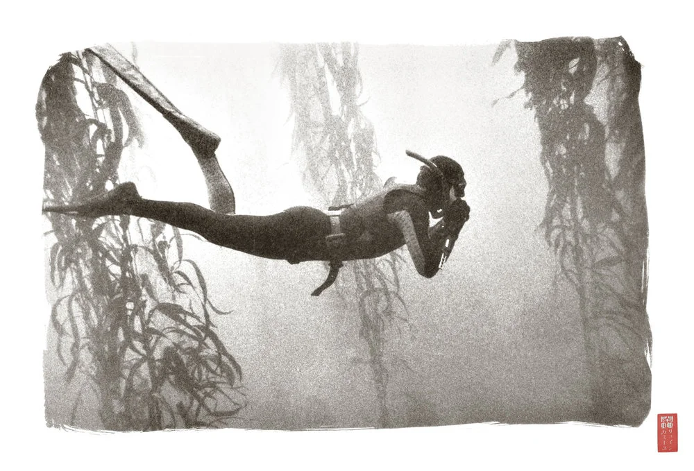 side view graceful diver amongst kelp underwater