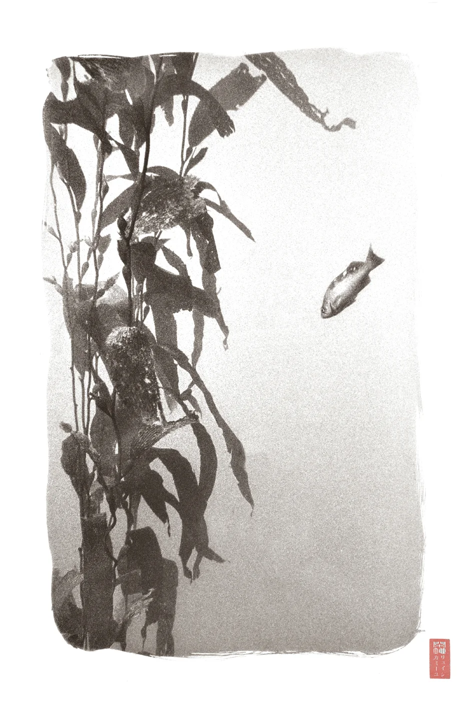lone fish swimming towards kelp