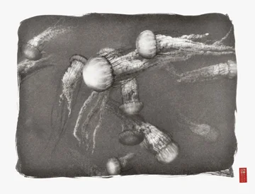 darting group of jellyfish varying directions