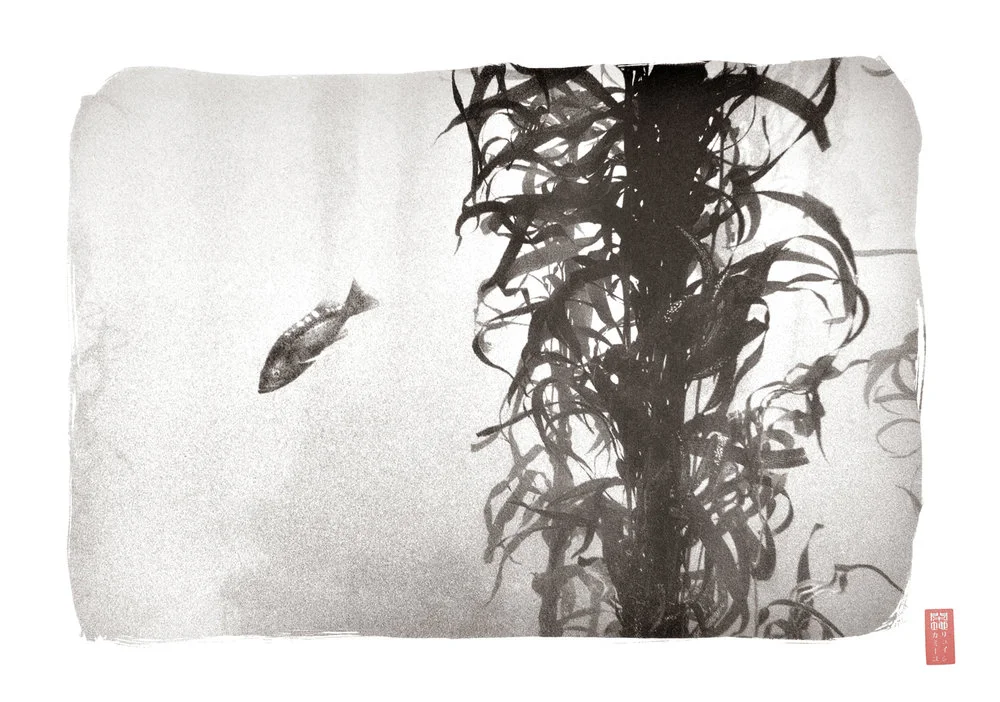lone fish swimming away from kelp