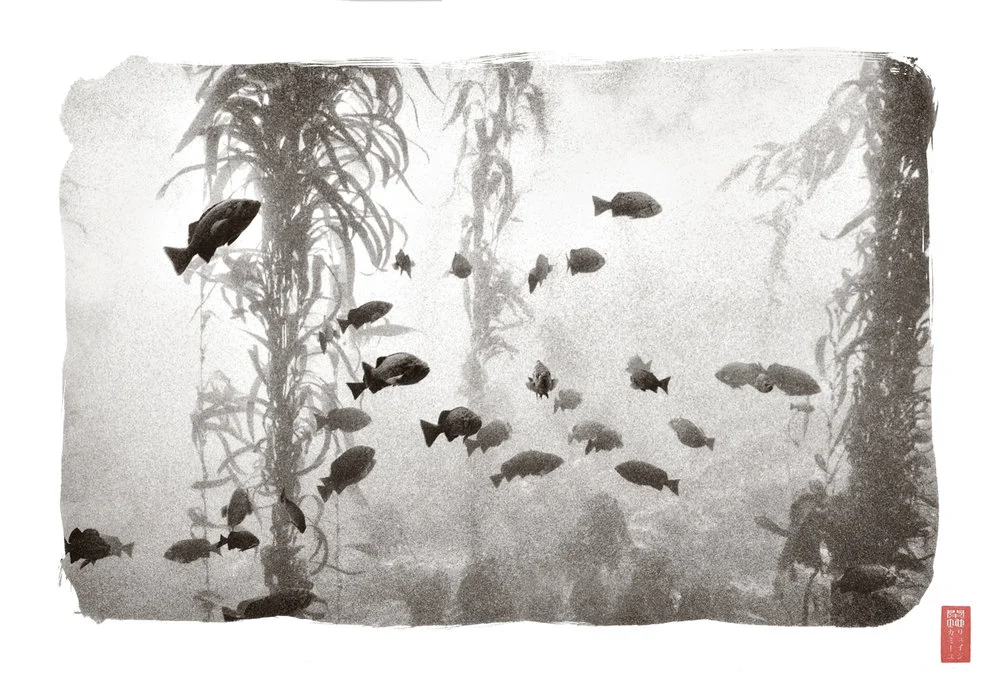school of fish surrounding forest of kelp