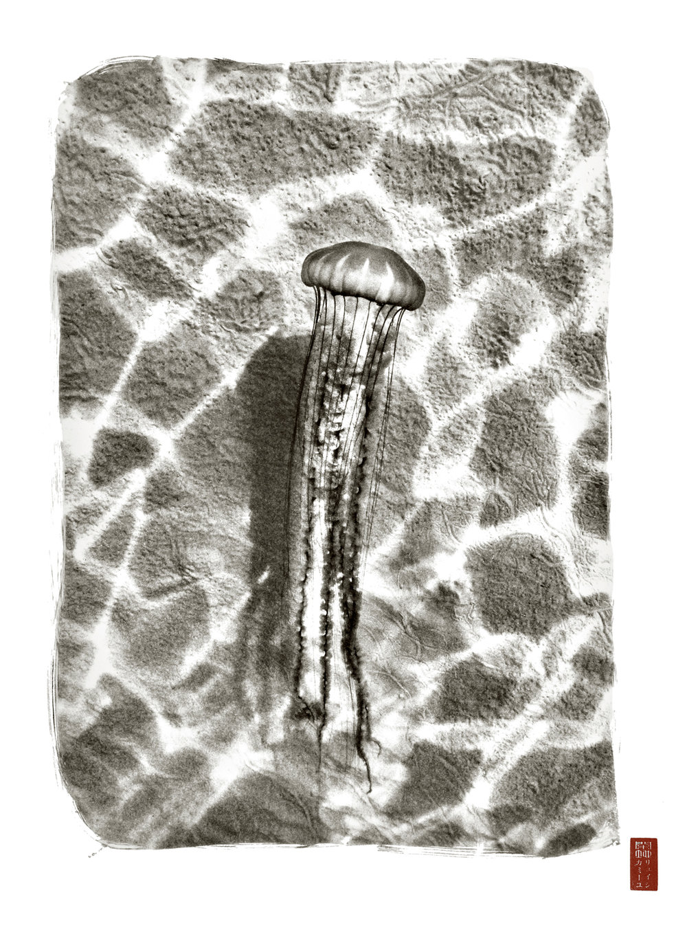 aerial view jellyfish against sand stark water caustics