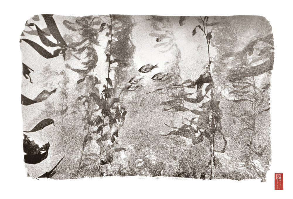 four small silver fish in busy kelp forest