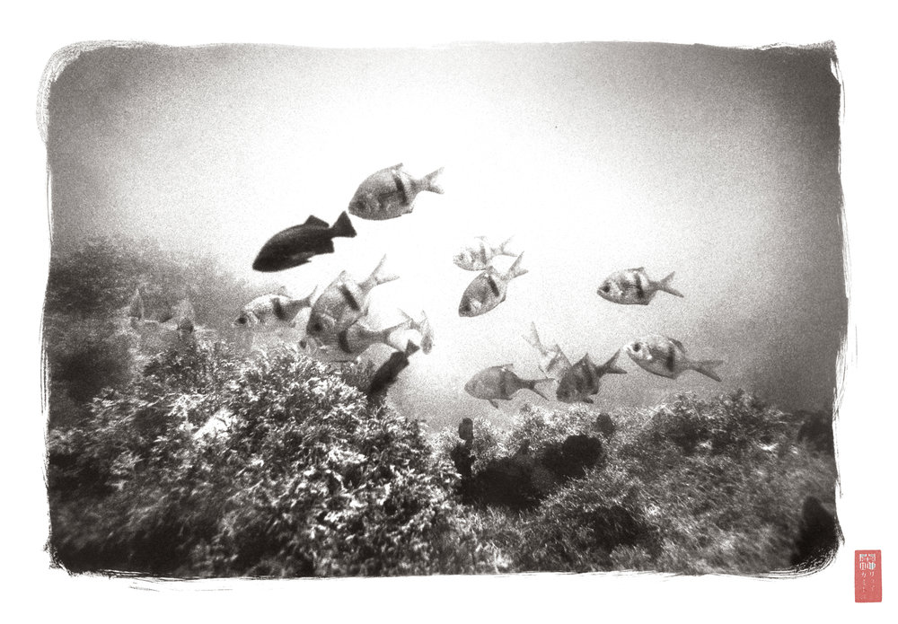 small group of fish swimming above hairy reefs