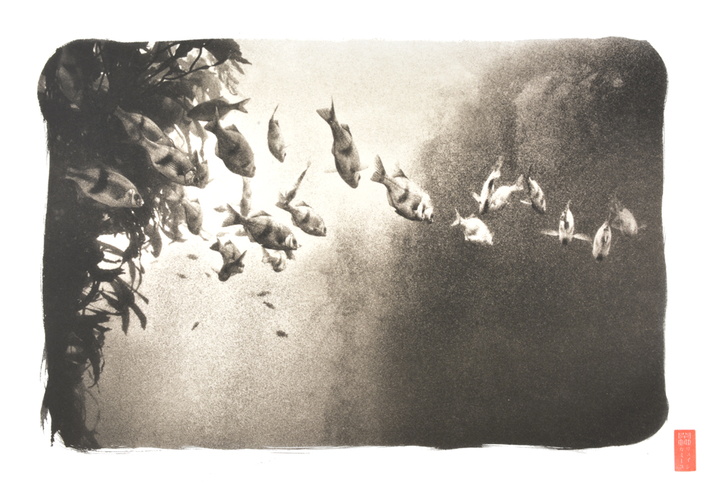 group of fish swimming under kelp