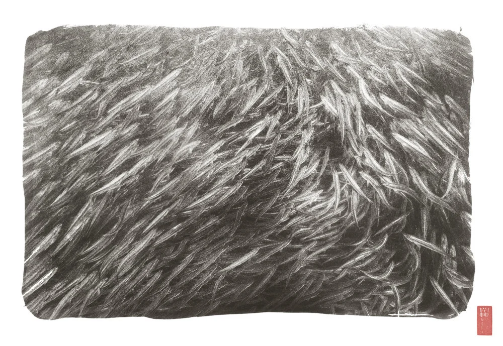 full frame packed school of anchovies like fur