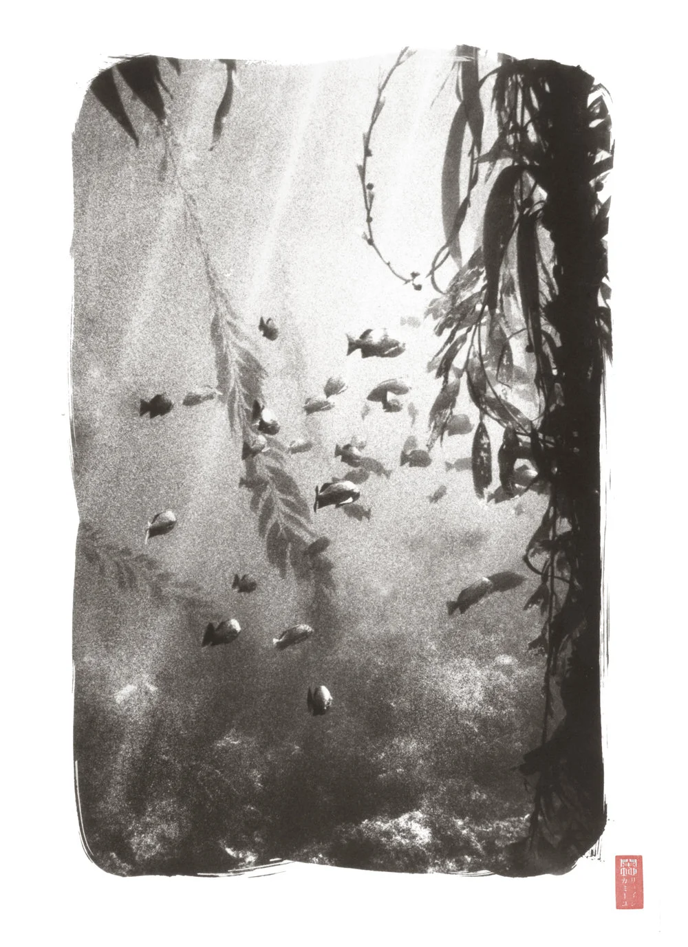 fish swimming amongst varying depths of kelp