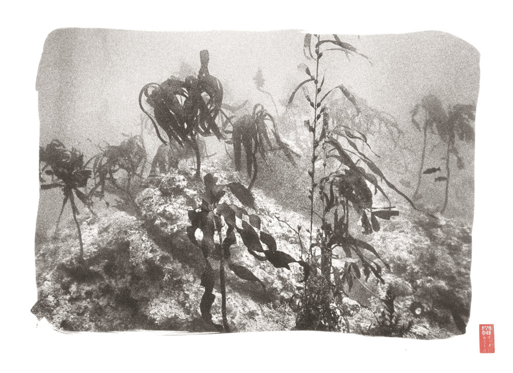 active kelp landscape disappearing into distance