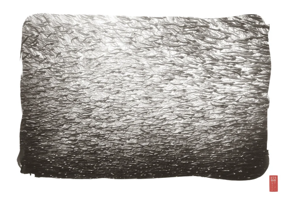 full frame left to right dense school of anchovies