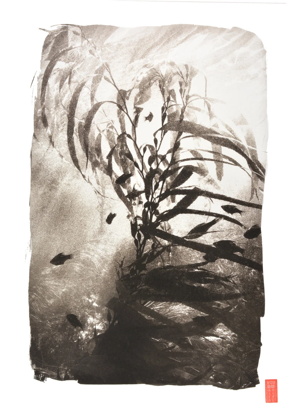 gradient of light filling frame with kelp silhouetted