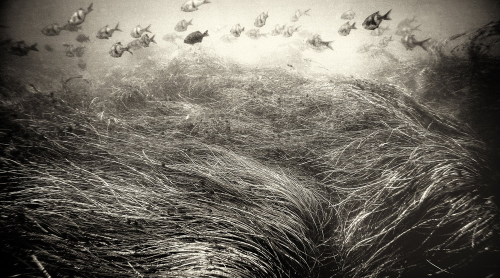 hair like field of kelp billowing beneath fish