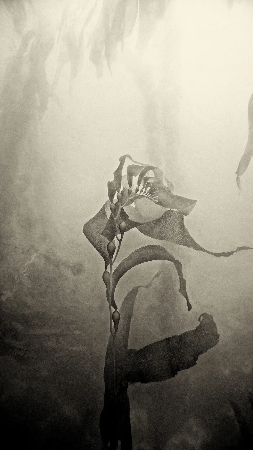 kelp ribbons cascading from arching stalk
