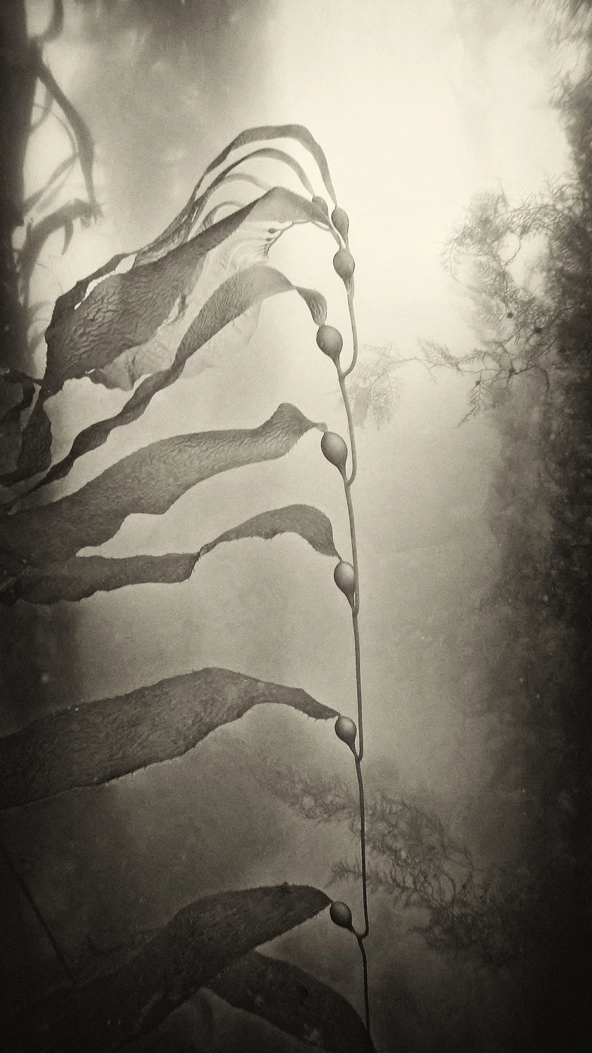 tall thin string of kelp bulbs with billowing ribbons