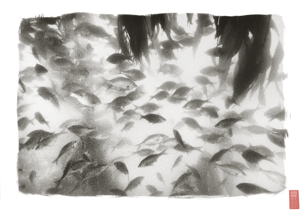 backlit graceful group of fish draping kelp ribbons