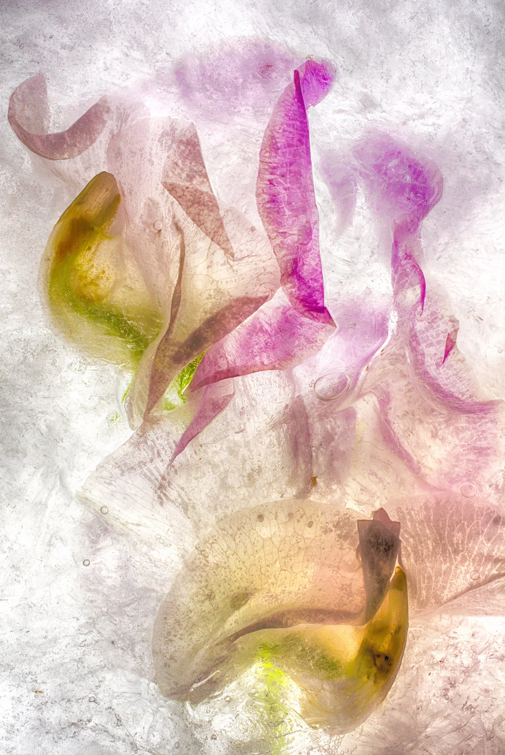 pink translucent pale flowers behind ice