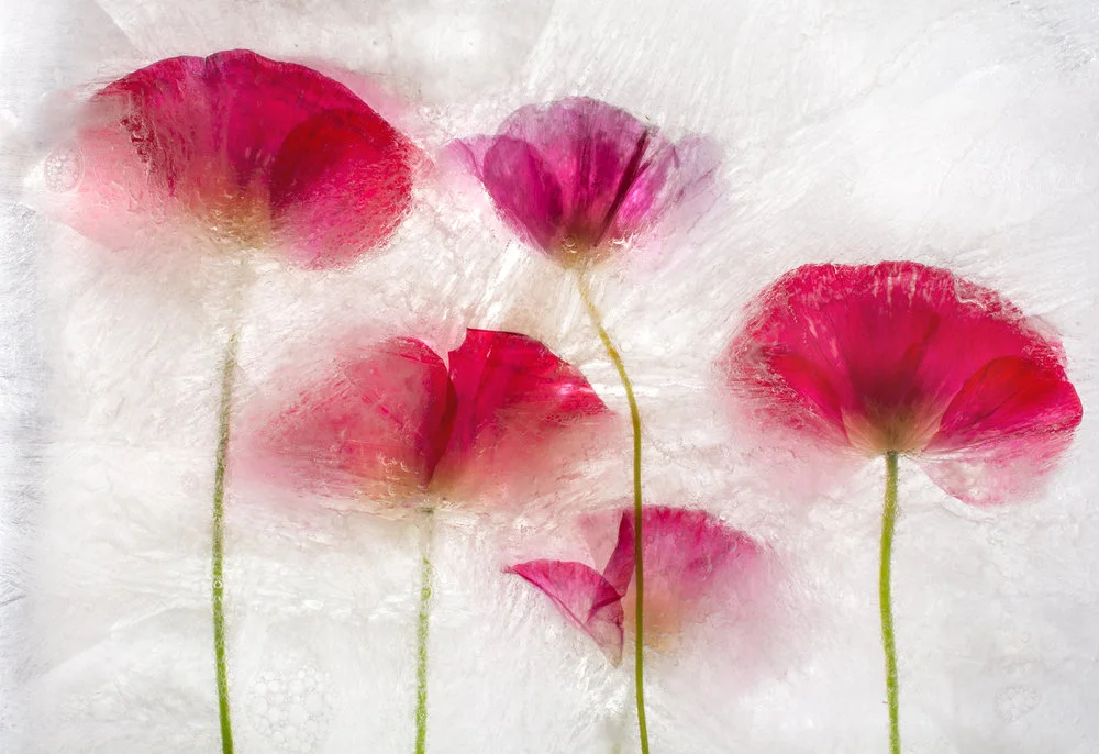 five bright pink poppies long green stems ice