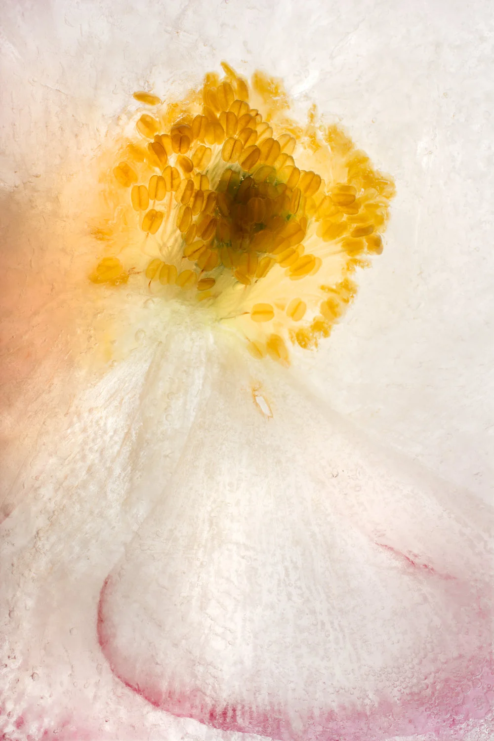 close up yellow flower stamen pink pedal ice