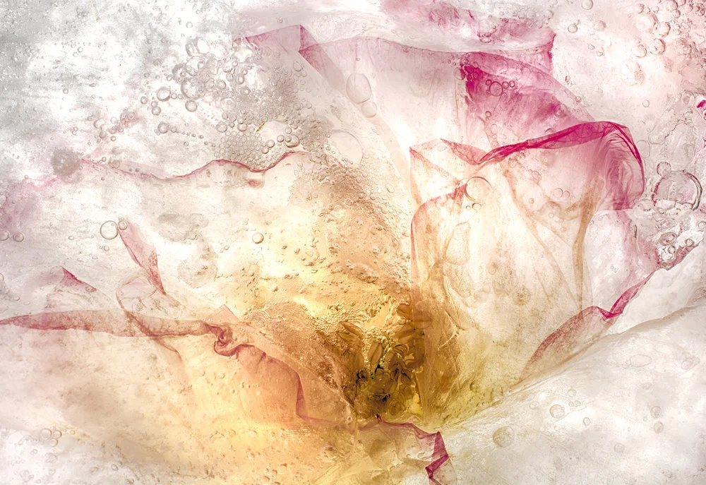 translucent yellow pink rimmed flower behind ice