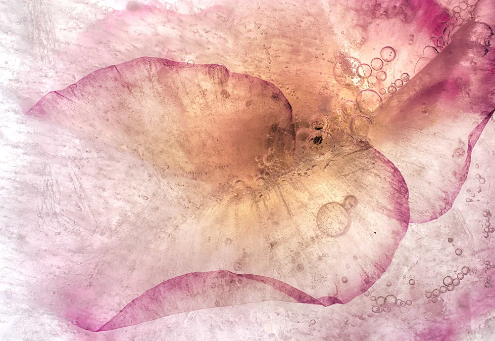 detail translucent pale pink pedal bubbles behind ice