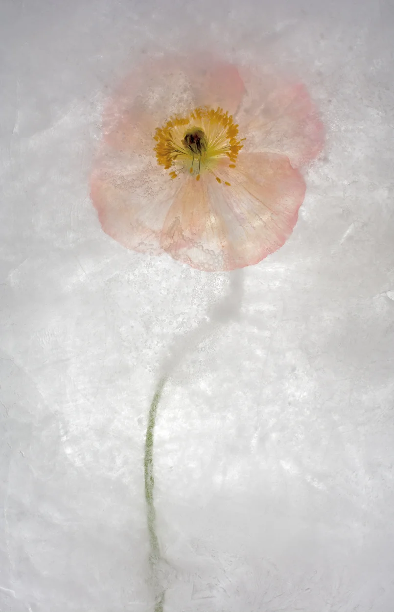 single pale translucent orange flower behind ice