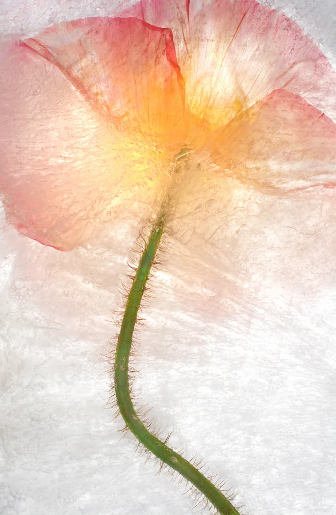 single orange pink underside flower behind ice