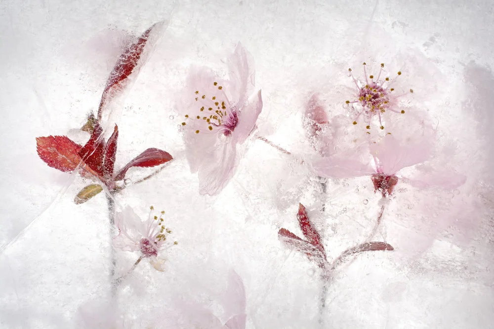 cluster pink blossoms red leaves behind ice