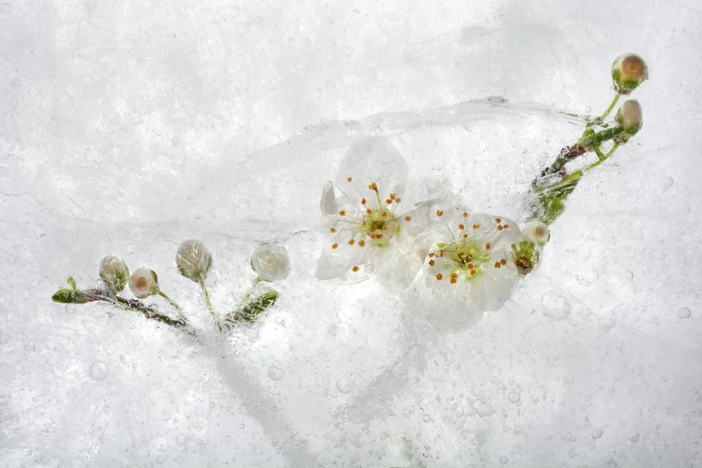 white cherry blossoms behind ice