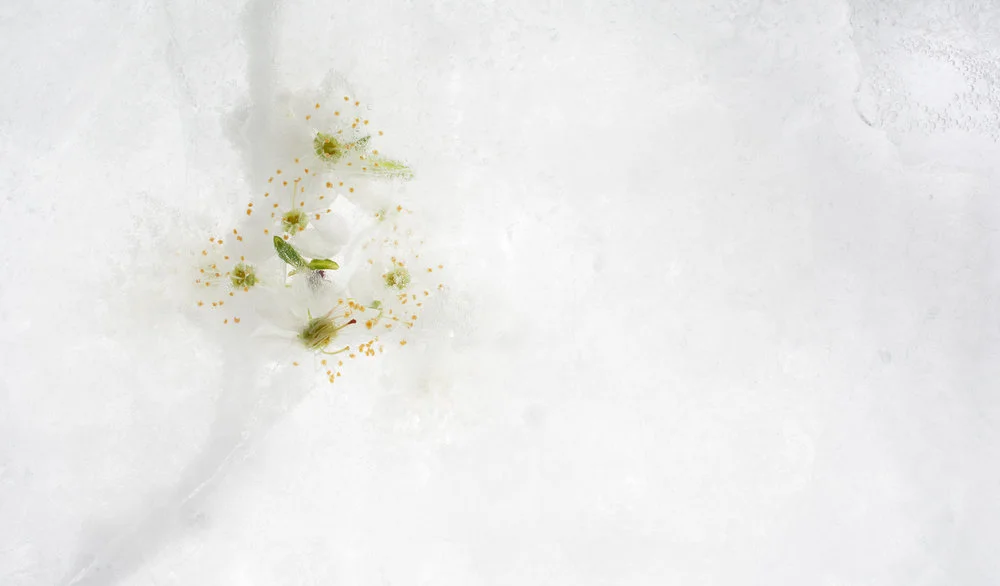 small cluster white cherry blossoms behind ice