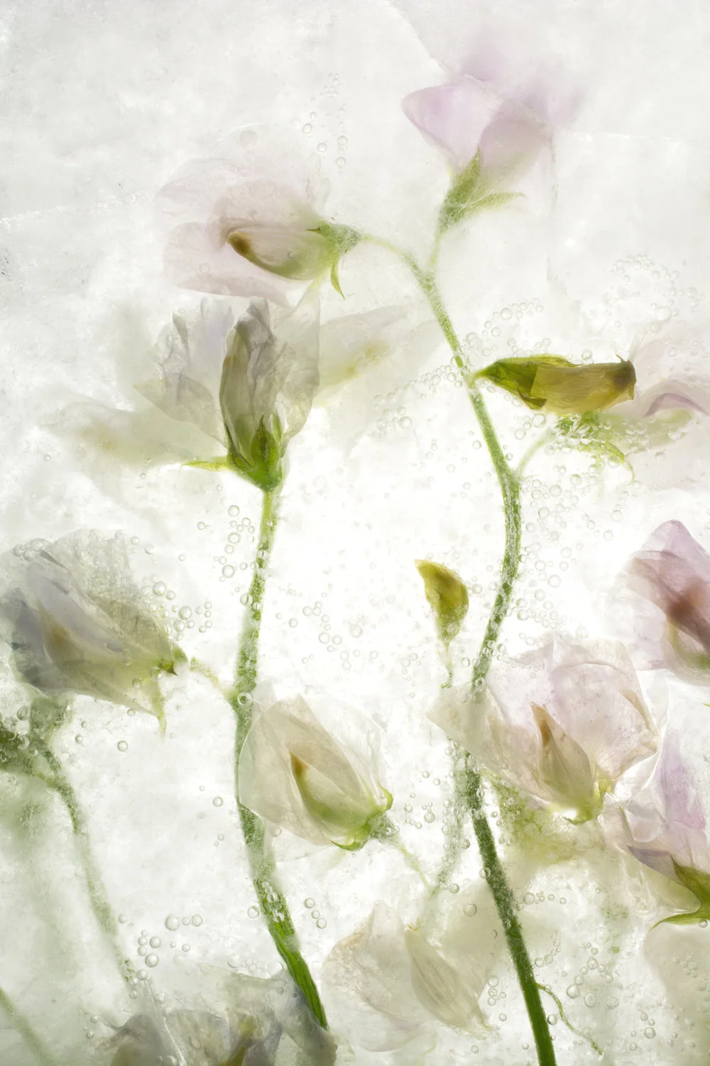 pale translucent pink flowers stems behind ice