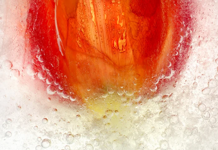 close up red poppy behind ice with bubbles