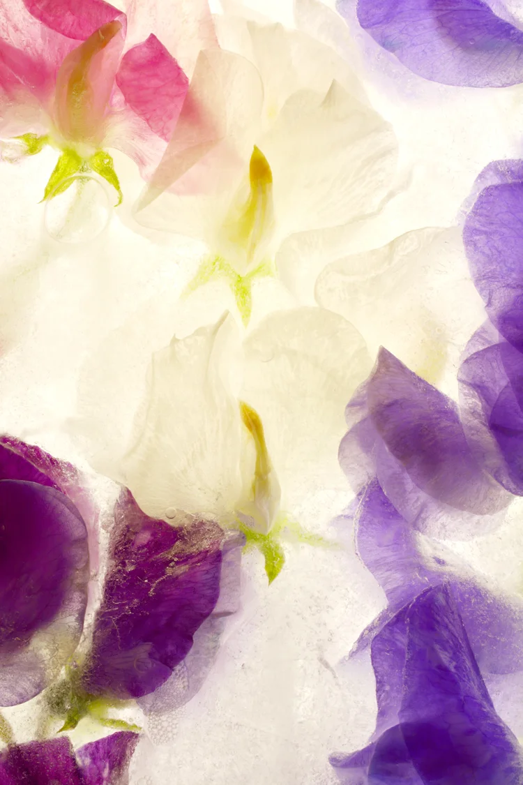 bunch flowers white purple pink behind ice