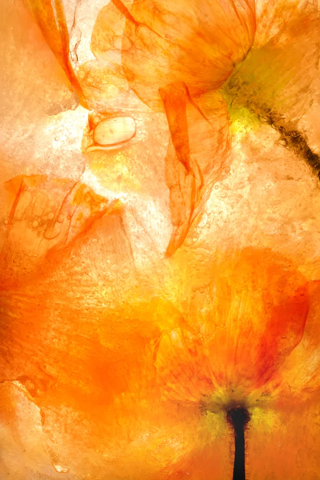 bunch orange poppies full frame in ice