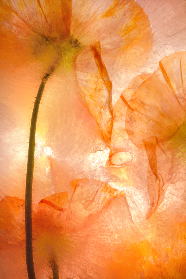 full frame orange poppy long stem in ice