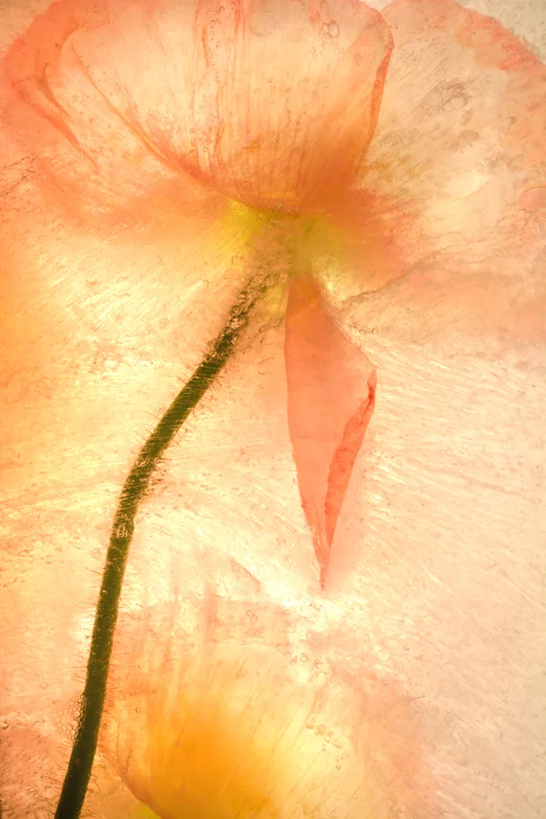 pale pink orange poppy long stem in ice