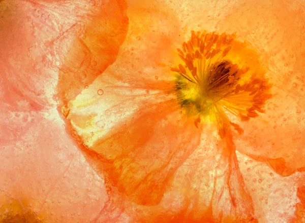 close up orange poppy in ice