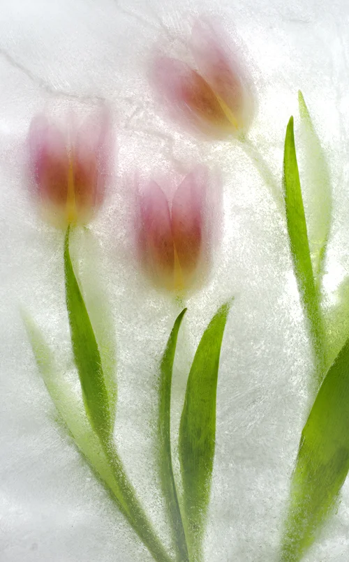 three translucent pink tulips in ice
