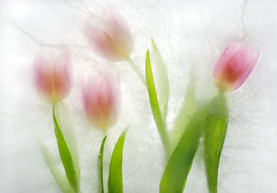 four translucent pink tulips in ice