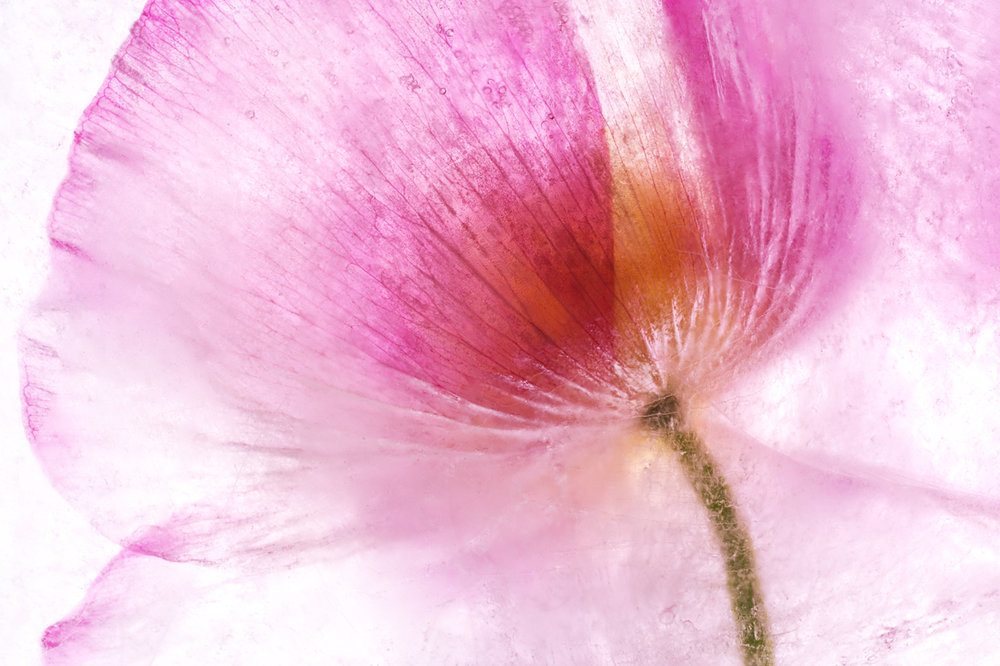 underside detail pink poppy in ice