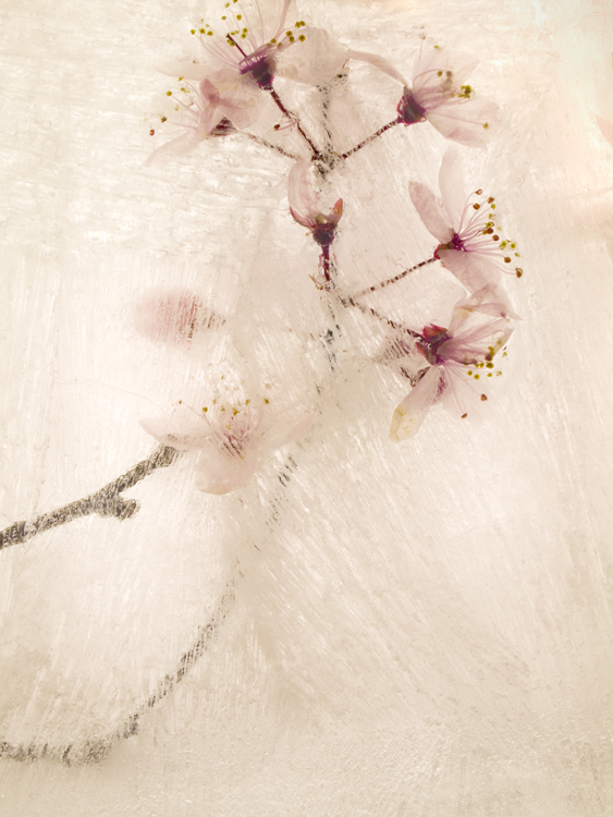 cherry blossom bunch behind ice pale pink